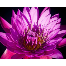 Фотообои "Яркий цветок 300х238 см" из коллекции "Divino Decor"
